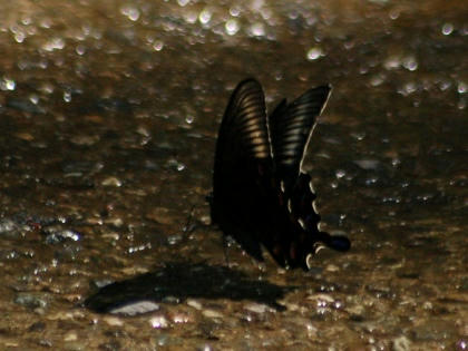 0807121500miyamakarasuageha.jpg