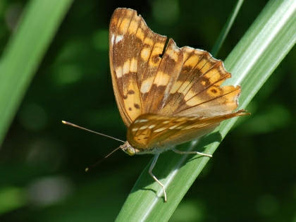 1009251124komurasaki.jpg