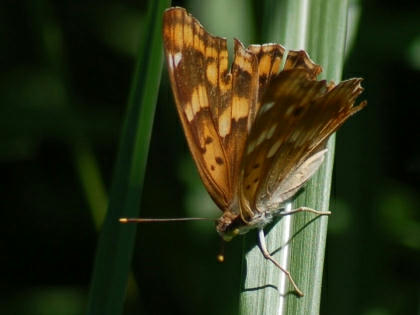 1009251125komurasaki.jpg