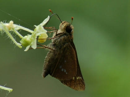 1009281236ichimonjiseseri.jpg
