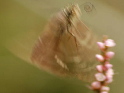 1009301238ichimonjiseseri.jpg