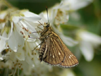 10051242kochabaneseseri.jpg