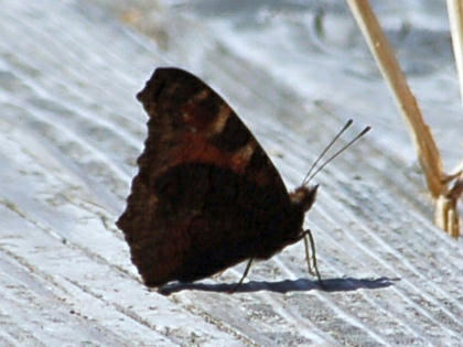 1010111053kitateha.jpg