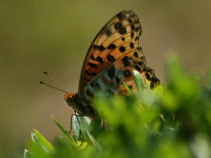 1010131236tsumagurohyomon.jpg