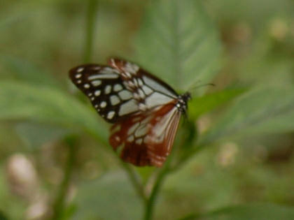 1010191245asagimadara.jpg