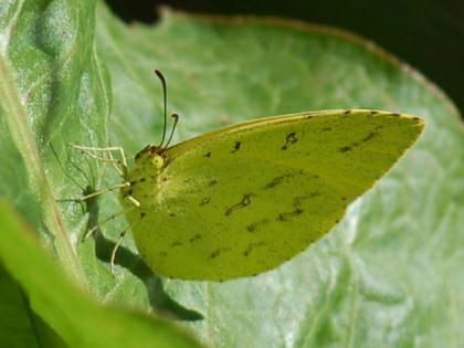1011011259kicho.jpg