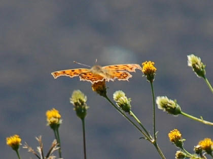 1011031135kitateha.jpg