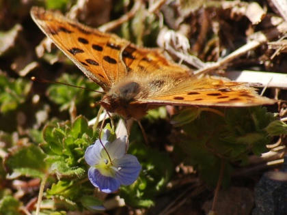 1103131438kitateha.jpg