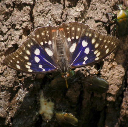 1107091052oomurasaki.jpg