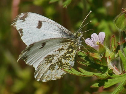1205131128tsumakicho.jpg