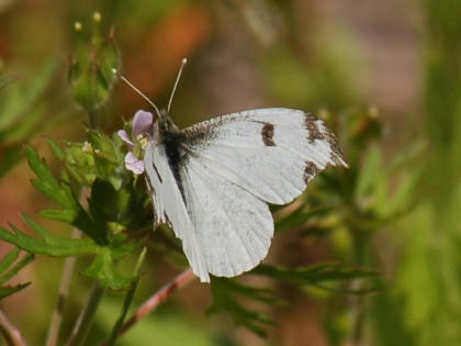 1205131128tsumakicho02.jpg