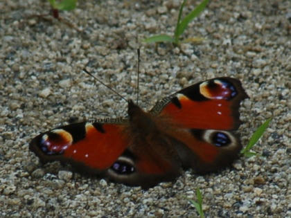 1206101423kujakucho01.jpg