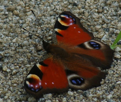 1206101423kujakucho02.jpg
