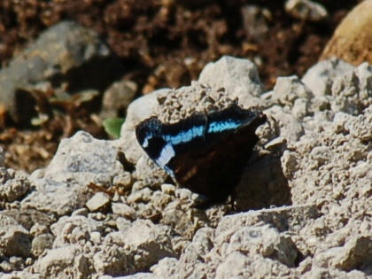 1210201110ruritateha01.jpg