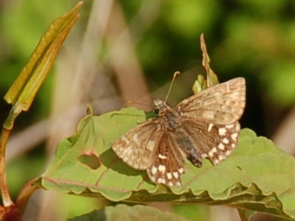 090509140618miyamaseseri.jpg