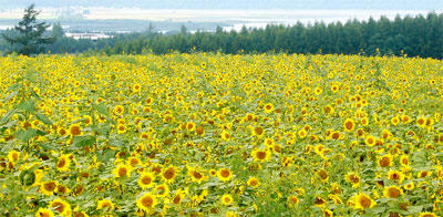 女満別の向日葵