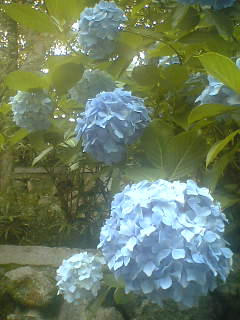 070626aji.jpg