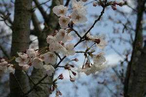 080330sakura3.jpg
