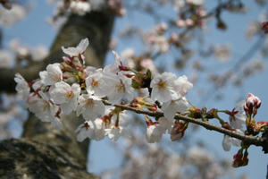 080406sasa04.jpg