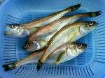 200812031057000.jpg