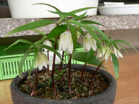 越の小貝母（コシノコバイモ）