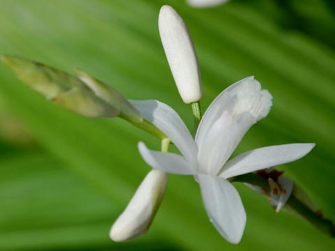 白花紫蘭（シロバナシラン）
