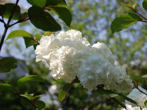大手毬(オオデマリ) 