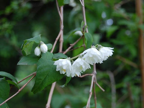 白花八重空木（シロバナヤエウツギ）