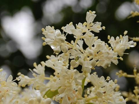 丁香花（ハシドイ）