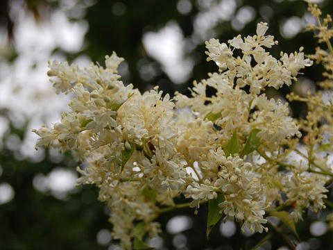 丁香花（ハシドイ）