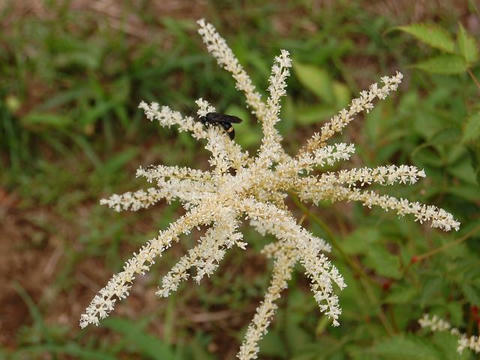 赤升麻（アカショウマ）