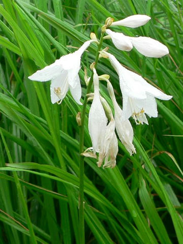 白花立擬宝珠（シロバナタチギボウシ）