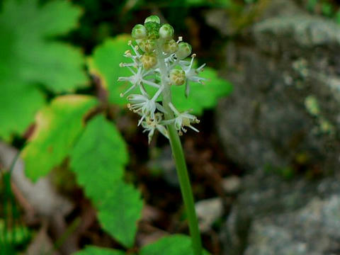 白花蔓穂（シロバナツルボ）