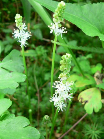 白花蔓穂（シロバナツルボ）