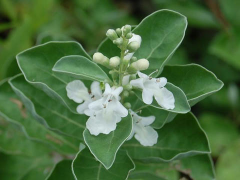 白花蔓荊（シロバナハマゴウ）