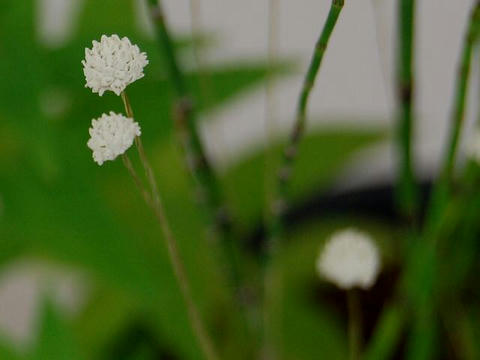白玉星草（シラタマホシクサ）