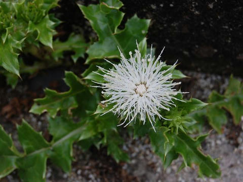 白花浜薊（シロバナハマアザミ）