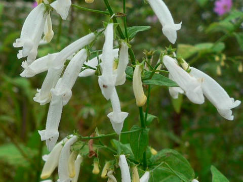 白花秋丁字（シロバナアキチョウジ）