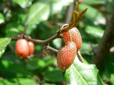 苗代茱萸（ナワシログミ）