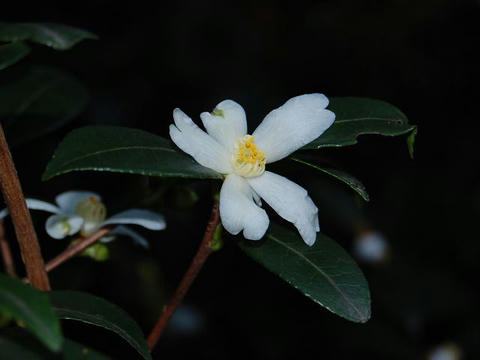 台湾山茶花（タイワンサザンカ）