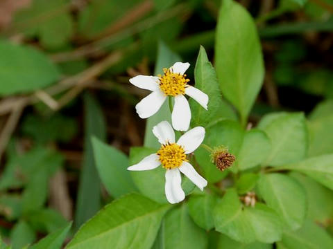 淡雪栴檀草（アワユキセンダングサ）