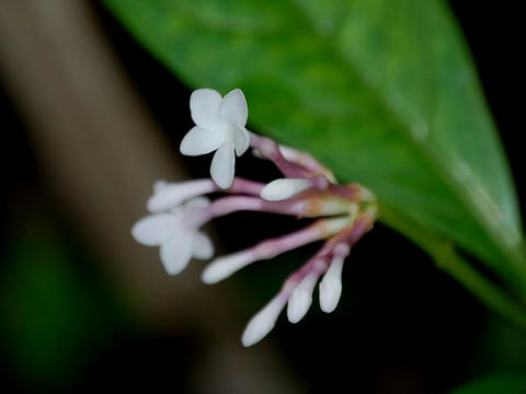 インド蛇木（インドジャボク）