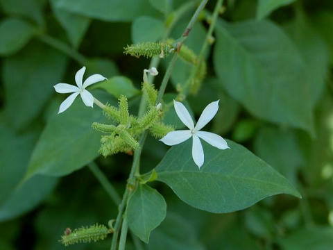 インド茉莉（インドマツリ）