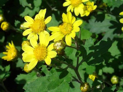 虹が浜菊（ニジガハマギク）