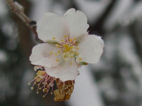 三波川冬桜（サンバガワフユザクラ）