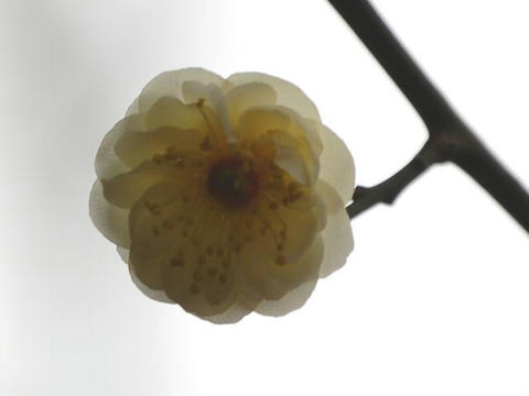 春の粧（ハルノヨソオイ）