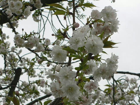 八重の大島桜（ヤエノオオシマザクラ）