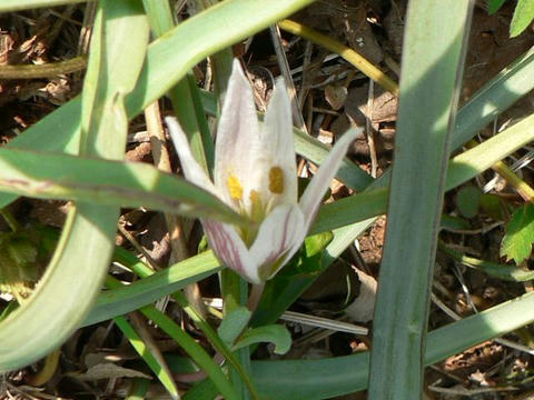 甘菜（アマナ）