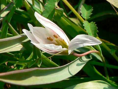 甘菜（アマナ）