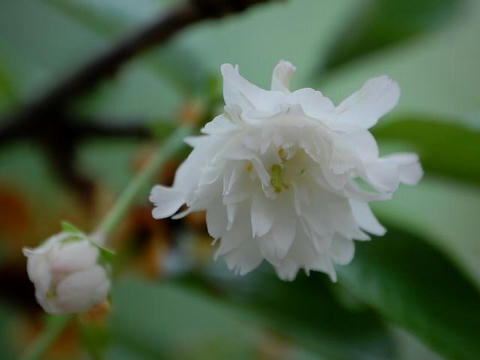気多の白菊桜（ケタノシロギクザクラ）